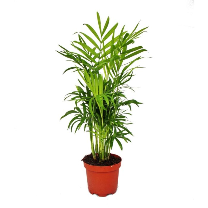 chamaedorea-elegans-bergpalme-3-pflanzen
