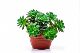 Echeveria