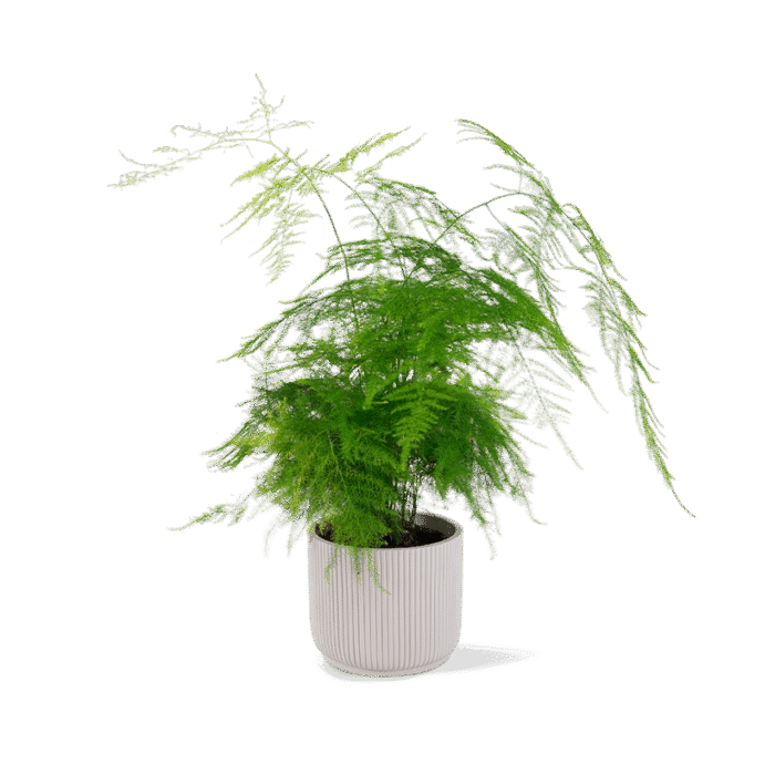 f3eedeb08f763beb76a3340d7dcbd21b-asparagus-plumosus-12cm-01