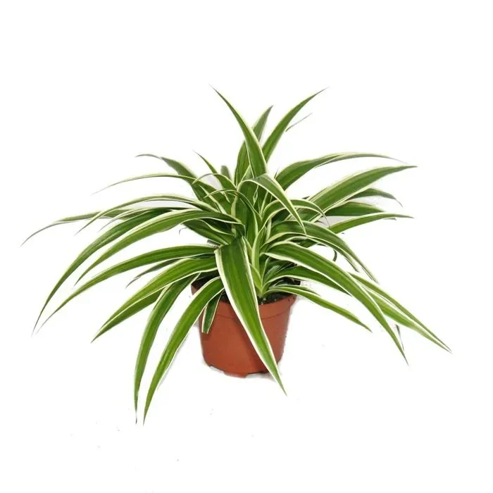 grand-ensemble-de-5-plantes-d-interieur-9cm