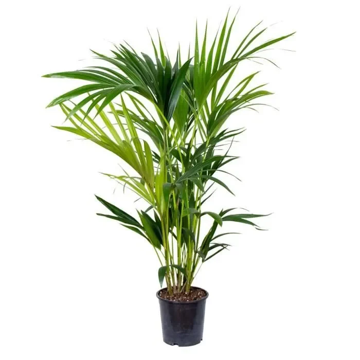 howea-forsteriana-palmier-kentia-plante-d-inte