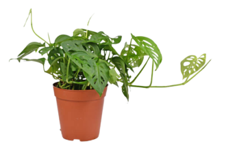 monstera adansonii vert