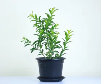 Cestrum nocturnum