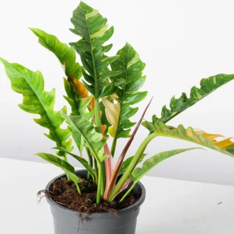 Philodendron 'Ring of Fire