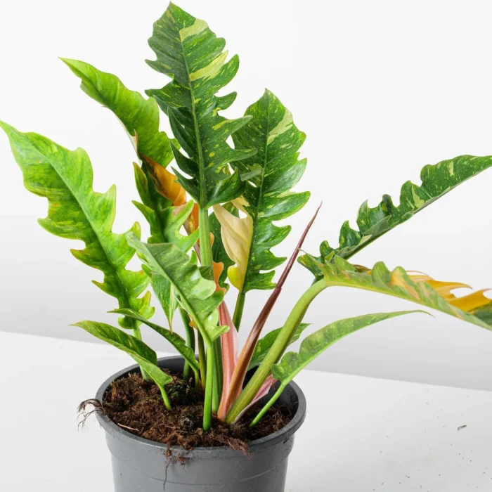 philodendron-narrow-ring-of-fire-house-plant-313840