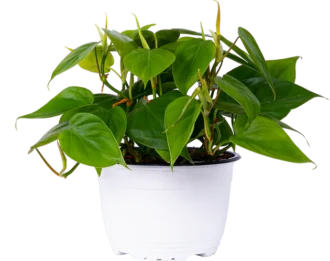 Philodendron vert