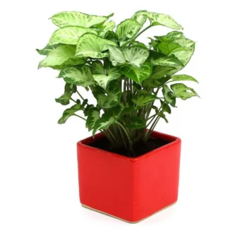 syngonium vetr