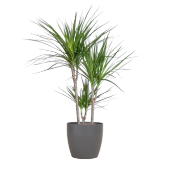 Dracaena marginata