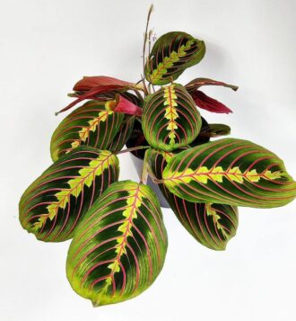 Maranta leuconeura 'Fascinator