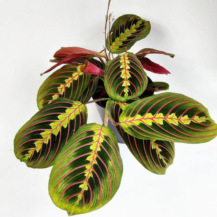 _vyr_dl_18_1_maranta-leuconeura-fascinator-modlivka.jpg.big
