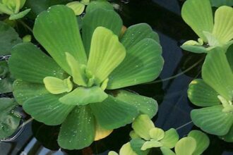 plantes aquatiques